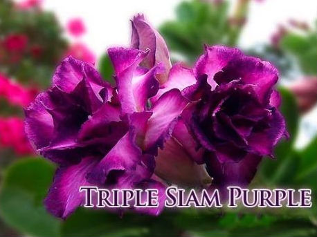 Adenium Obesum Triple Siam Purple x 5 Seeds